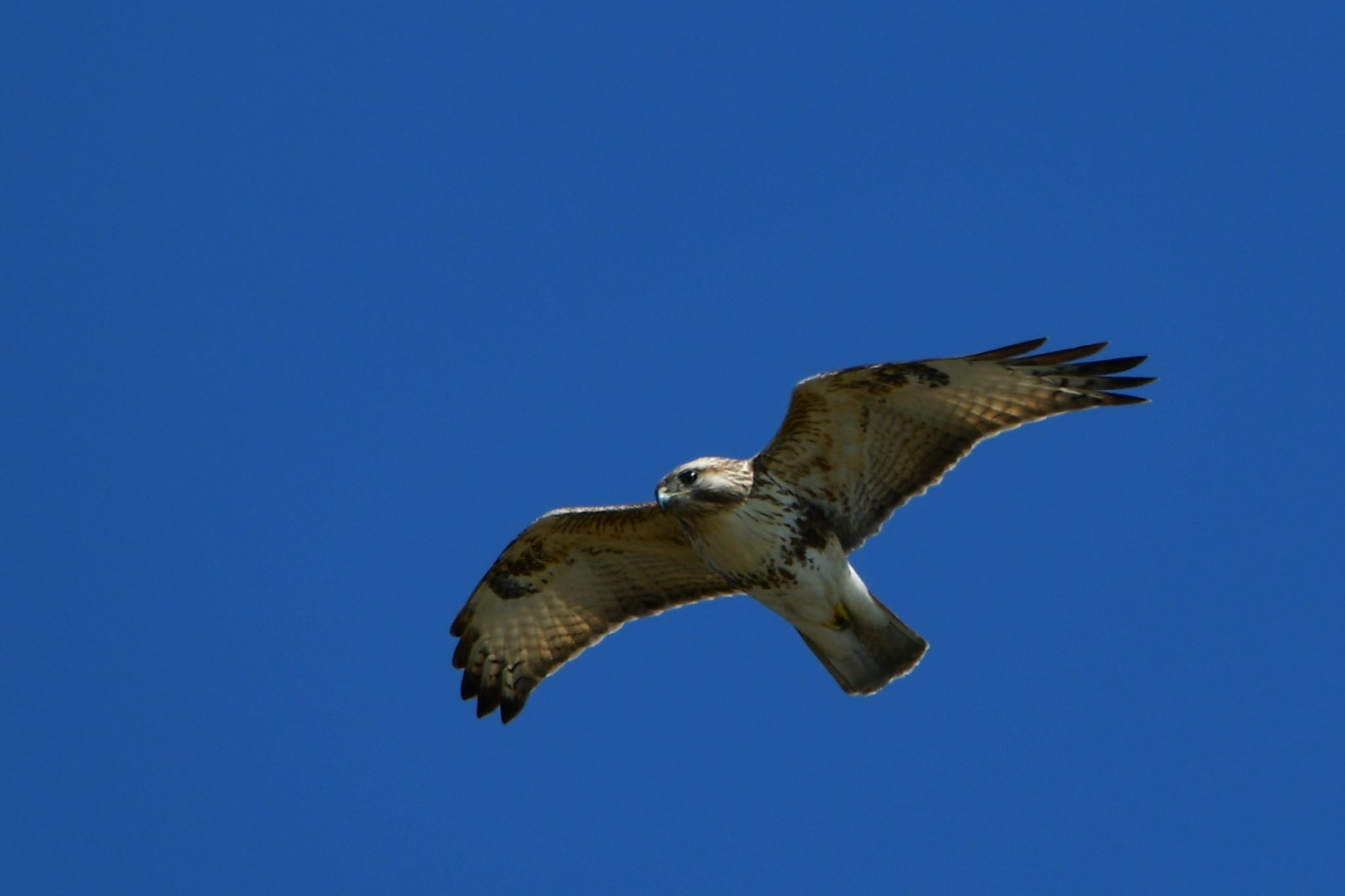 Photo of Eastern Buzzard at 静岡県 御前崎海岸 by Taka Eri