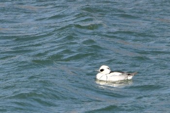 Smew 静岡県 天竜川下流 Sun, 2/27/2022