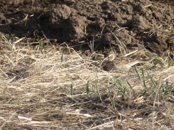 2022年4月10日(日) 十勝北部の野鳥観察記録