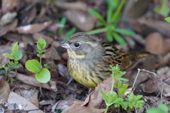 アオジ 昭和記念公園 2022年4月8日(金)