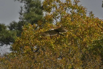 クマタカ 神奈川県 2017年11月12日(日)