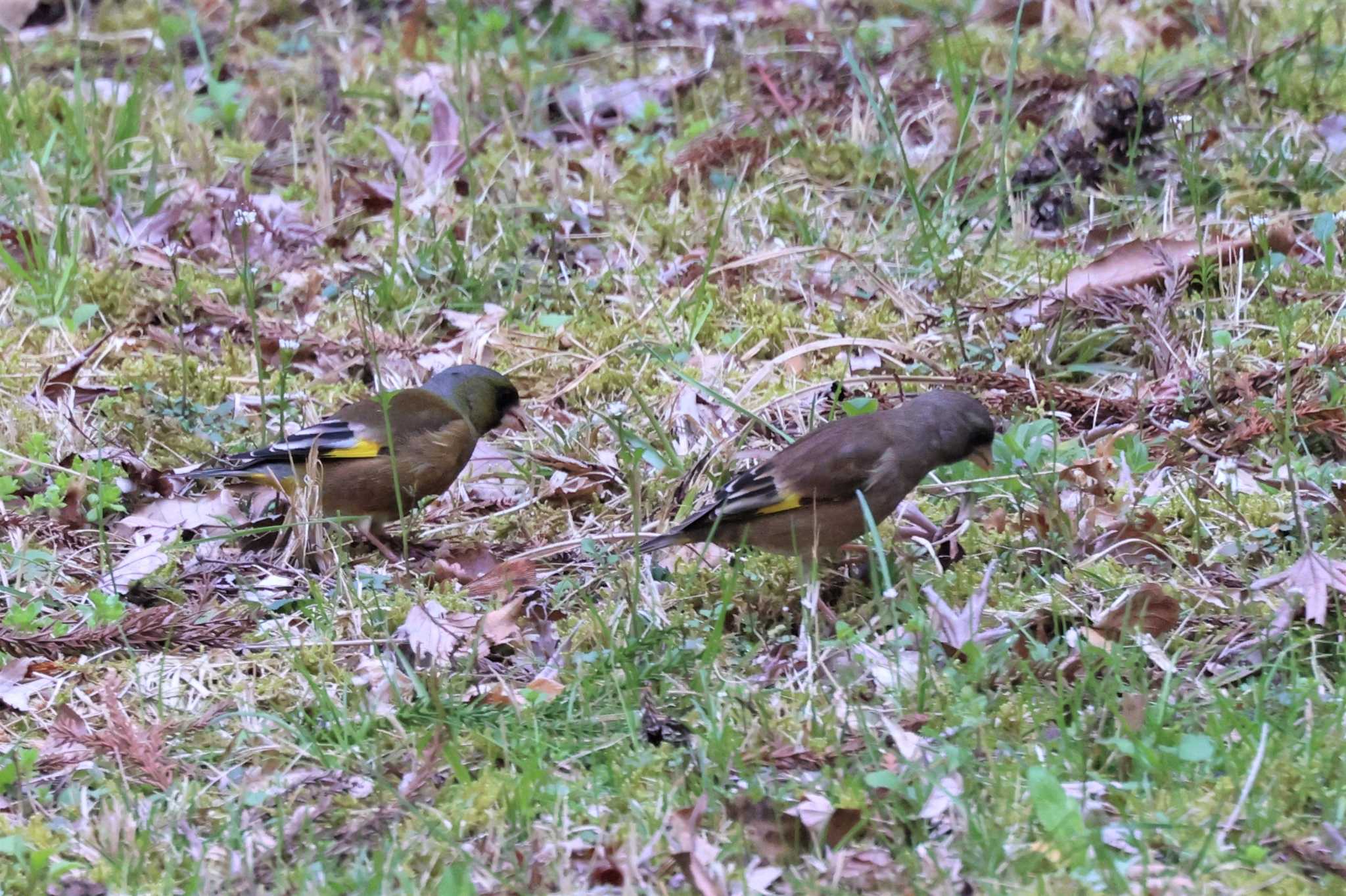 カワラヒワ