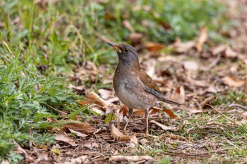 Pale Thrush 生の松原 Mon, 3/21/2022