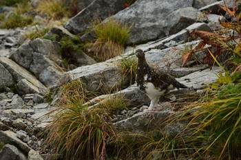 ライチョウ 雷鳥沢 2015年9月19日(土)