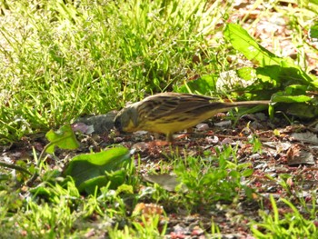 Masked Bunting 佐鳴湖 Sat, 4/9/2022