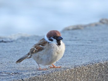 スズメ 佐鳴湖 2022年4月9日(土)