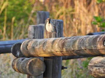 Eurasian Tree Sparrow 佐鳴湖 Sat, 4/9/2022