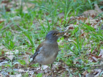 シロハラ 佐鳴湖 2022年4月9日(土)