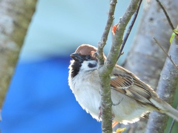 スズメ 佐鳴湖 2022年4月9日(土)