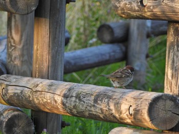 Eurasian Tree Sparrow 佐鳴湖 Sat, 4/9/2022