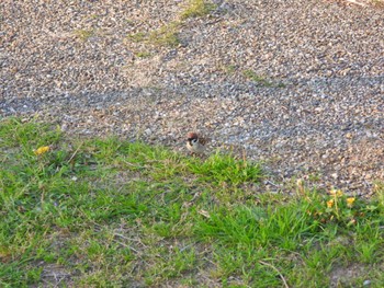 Eurasian Tree Sparrow 佐鳴湖 Sat, 4/9/2022