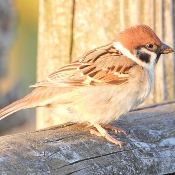 スズメ 佐鳴湖 2022年4月9日(土)