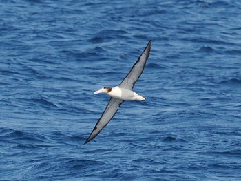 Short-tailed Albatross 八丈島航路 Sat, 4/9/2022