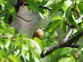 カワラヒワ 場所が不明 2022年4月9日(土)