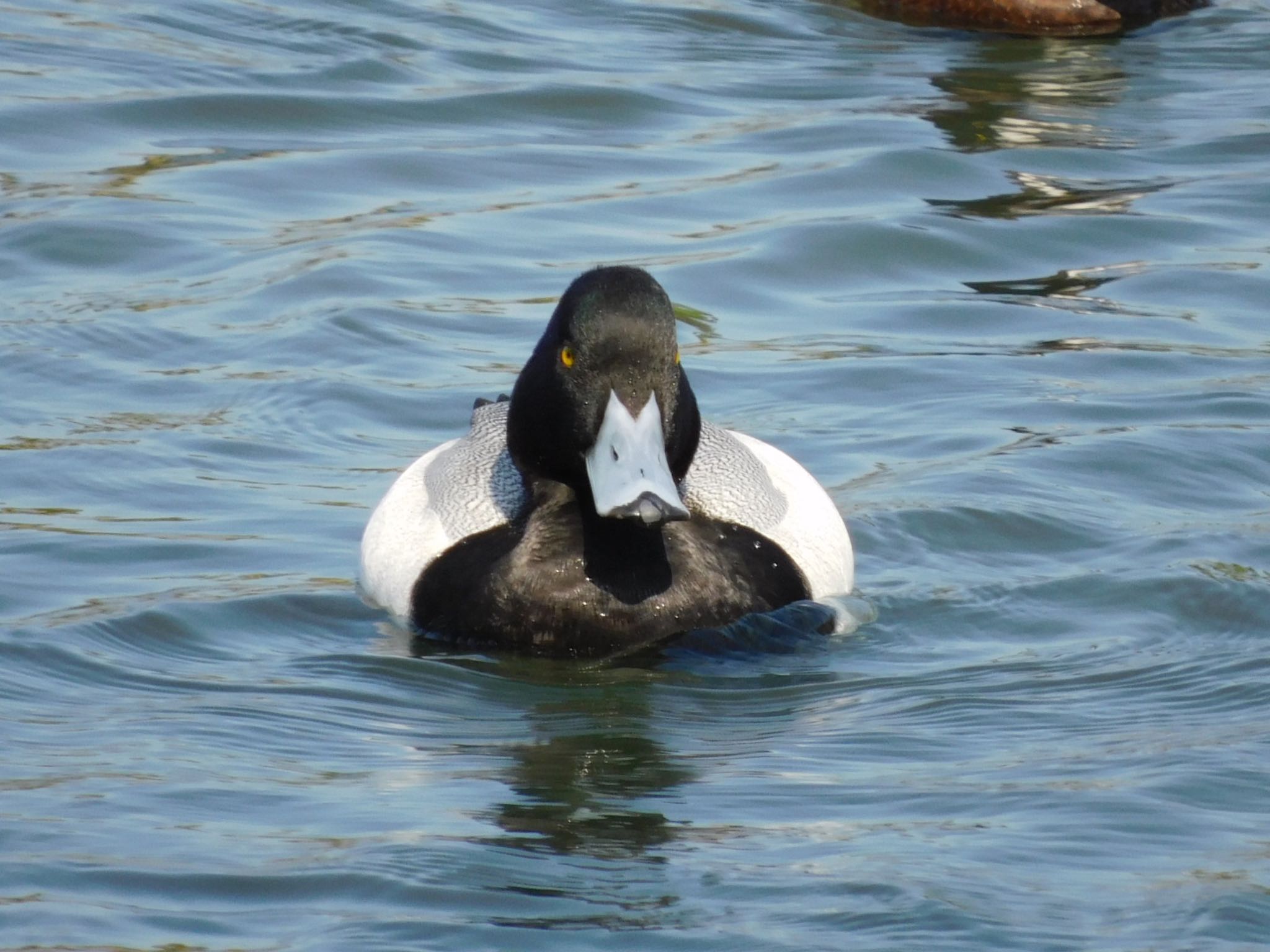 東京港野鳥公園 スズガモの写真 by ucello