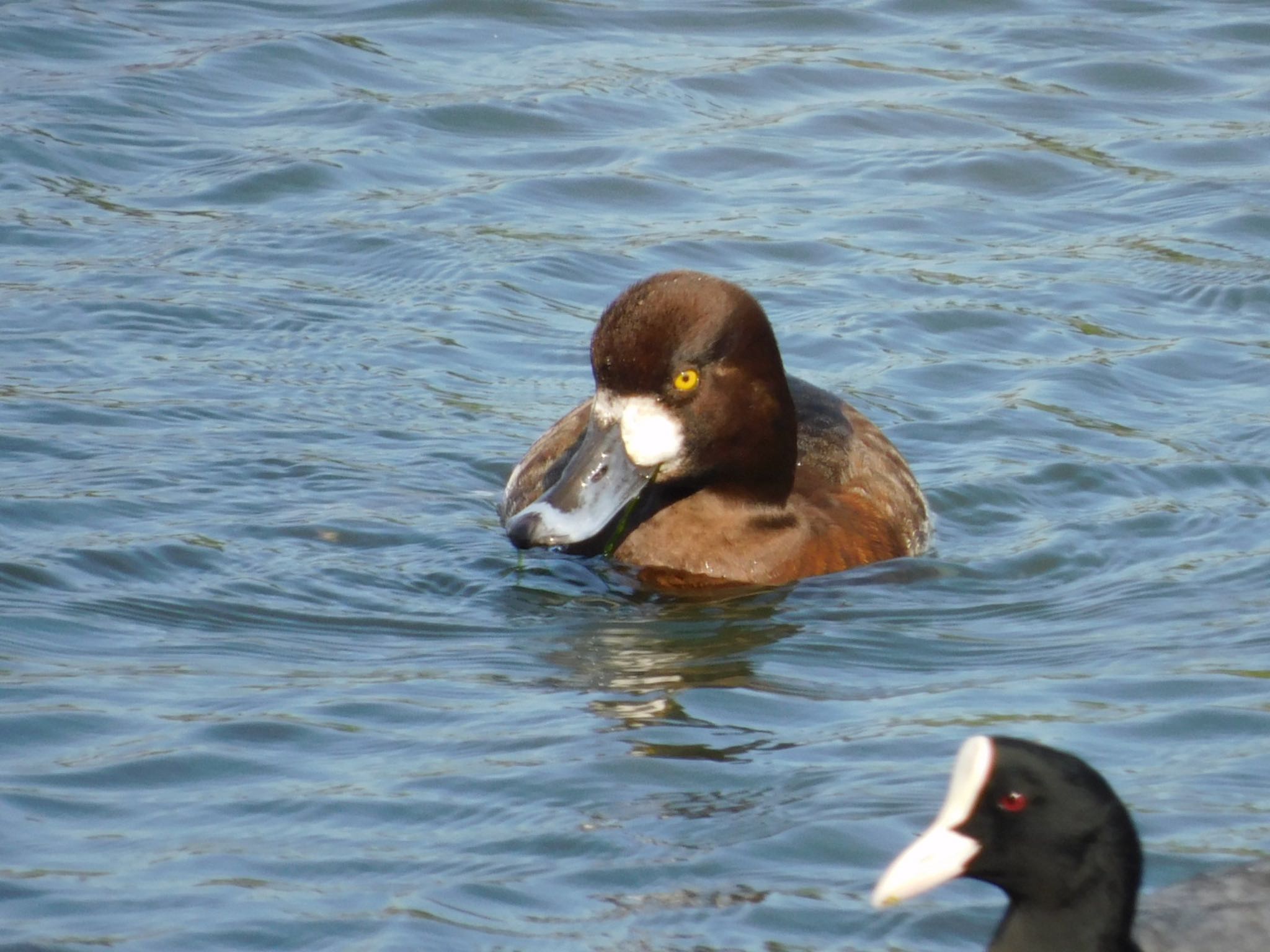 東京港野鳥公園 スズガモの写真 by ucello