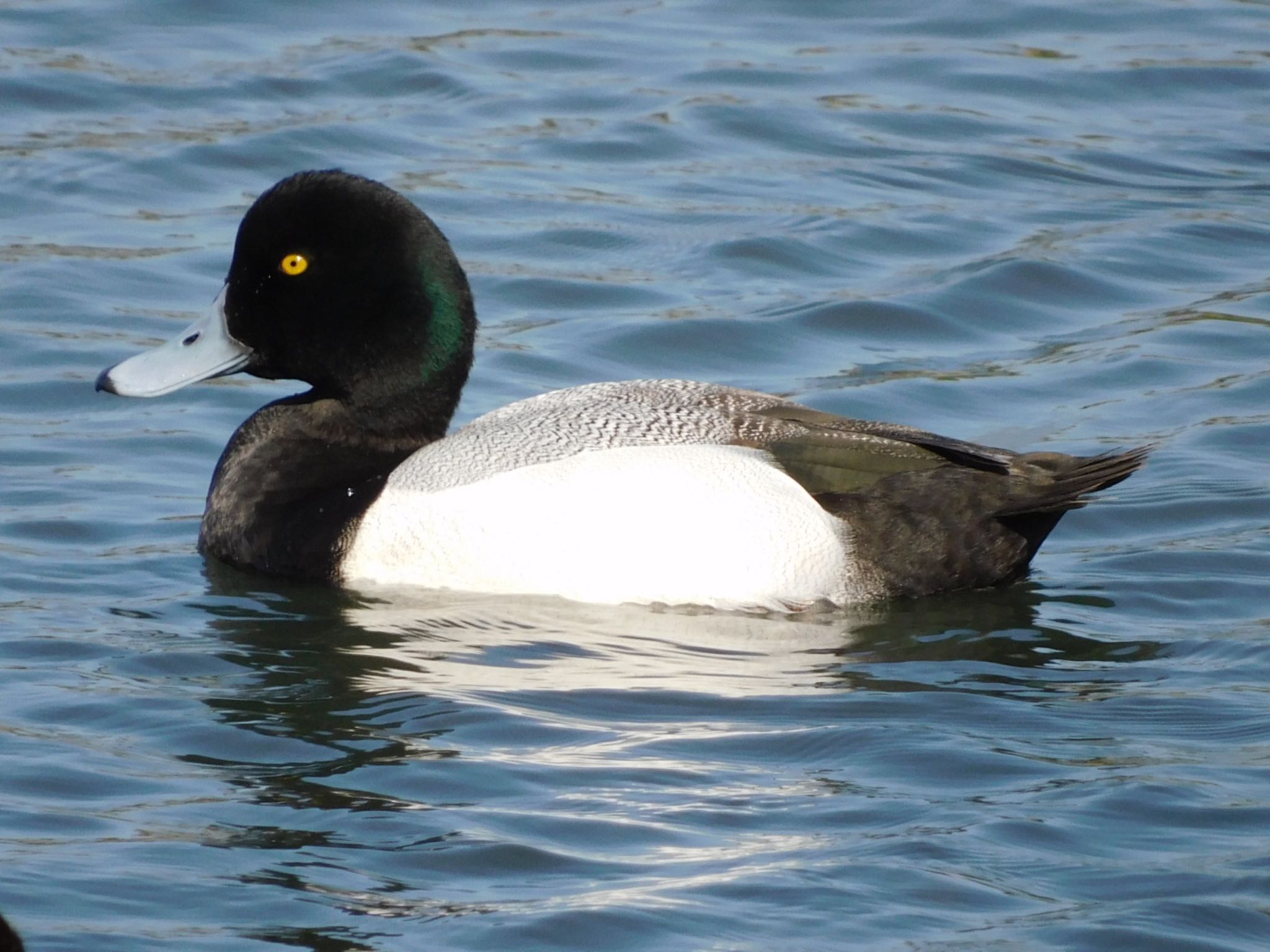 東京港野鳥公園 スズガモの写真 by ucello