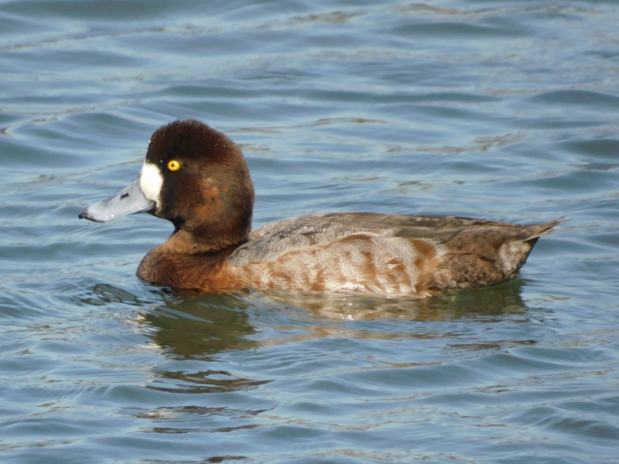 東京港野鳥公園 スズガモの写真 by ucello