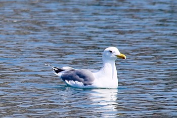 Vega Gull 山口県光市 Fri, 4/8/2022