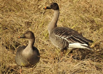 Taiga Bean Goose 霞ヶ浦 Sat, 1/8/2022