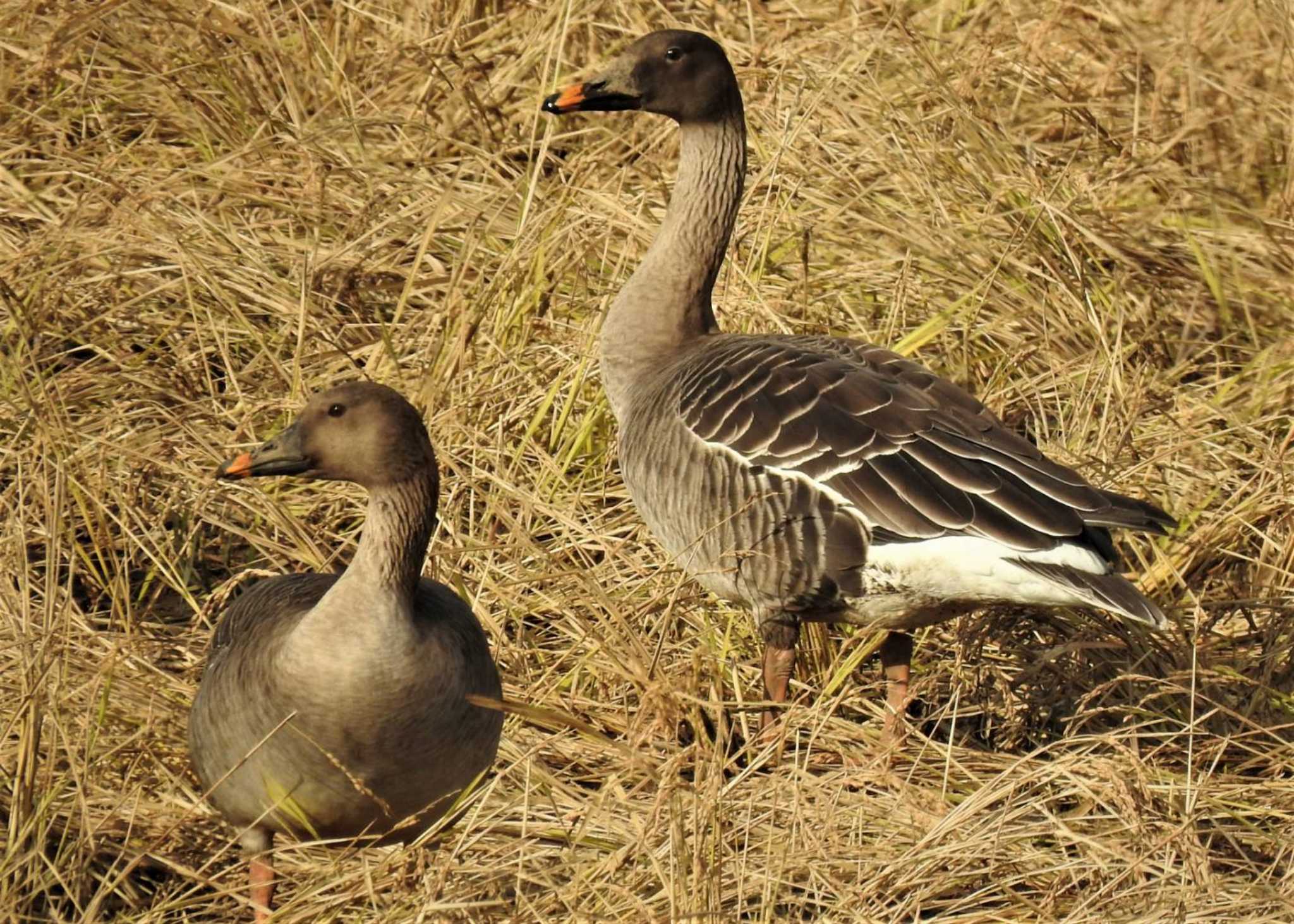 Taiga Bean Goose