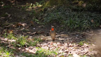 2022年4月10日(日) 大阪城公園の野鳥観察記録