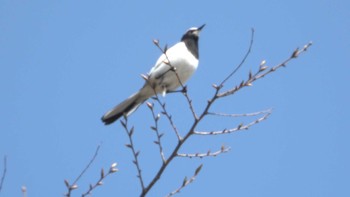 2022年4月10日(日) 三滝川上流の野鳥観察記録