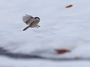 Sat, 4/9/2022 Birding report at Yanagisawa Pass