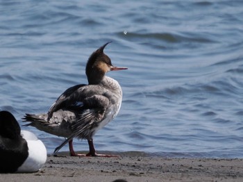 ウミアイサ 葛西臨海公園 2022年4月8日(金)