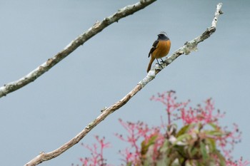 ジョウビタキ 滋賀県 湖北 2017年10月21日(土)