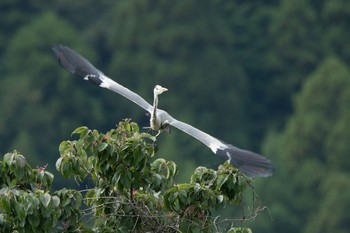 アオサギ 滋賀県 湖北 2017年10月21日(土)