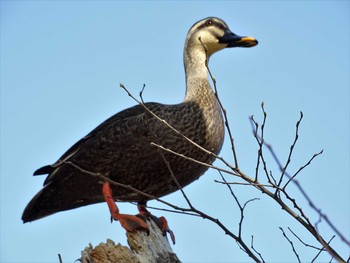 2022年4月10日(日) 舞岡公園の野鳥観察記録