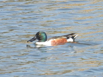 ハシビロガモ 葛西臨海公園 2022年4月10日(日)