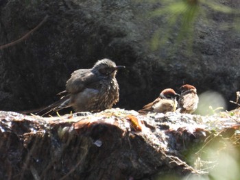 2022年4月10日(日) 葛西臨海公園の野鳥観察記録