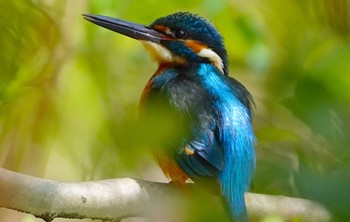 2022年4月10日(日) 千里東町公園の野鳥観察記録