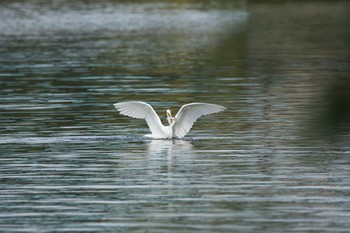 ダイサギ 琵琶湖 2017年10月14日(土)