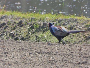 Green Pheasant 愛知県田原市 Sun, 4/10/2022