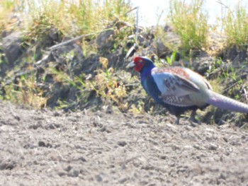 Green Pheasant 愛知県田原市 Sun, 4/10/2022