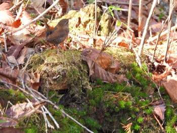 Eurasian Wren 段戸湖 Sun, 4/10/2022