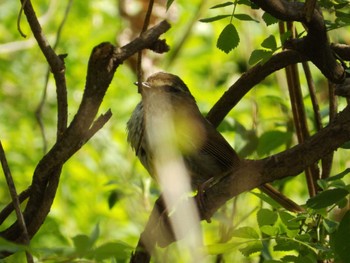 ウグイス 秋ヶ瀬公園(野鳥の森) 2022年4月10日(日)