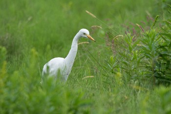 チュウサギ 滋賀　湖北 2017年10月21日(土)