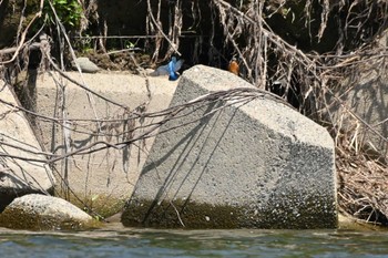 2022年4月10日(日) 多摩川二ヶ領上河原堰の野鳥観察記録