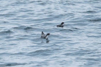 Japanese Murrelet 神津島航路 Sat, 4/9/2022