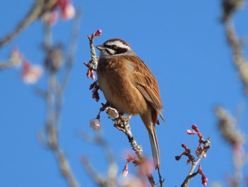 ホオジロ 静岡県小山町 2022年4月10日(日)