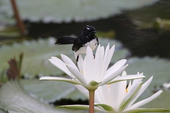 ヨコフリオウギビタキ Flecker Botanical Garden(Cairns) 2017年10月7日(土)