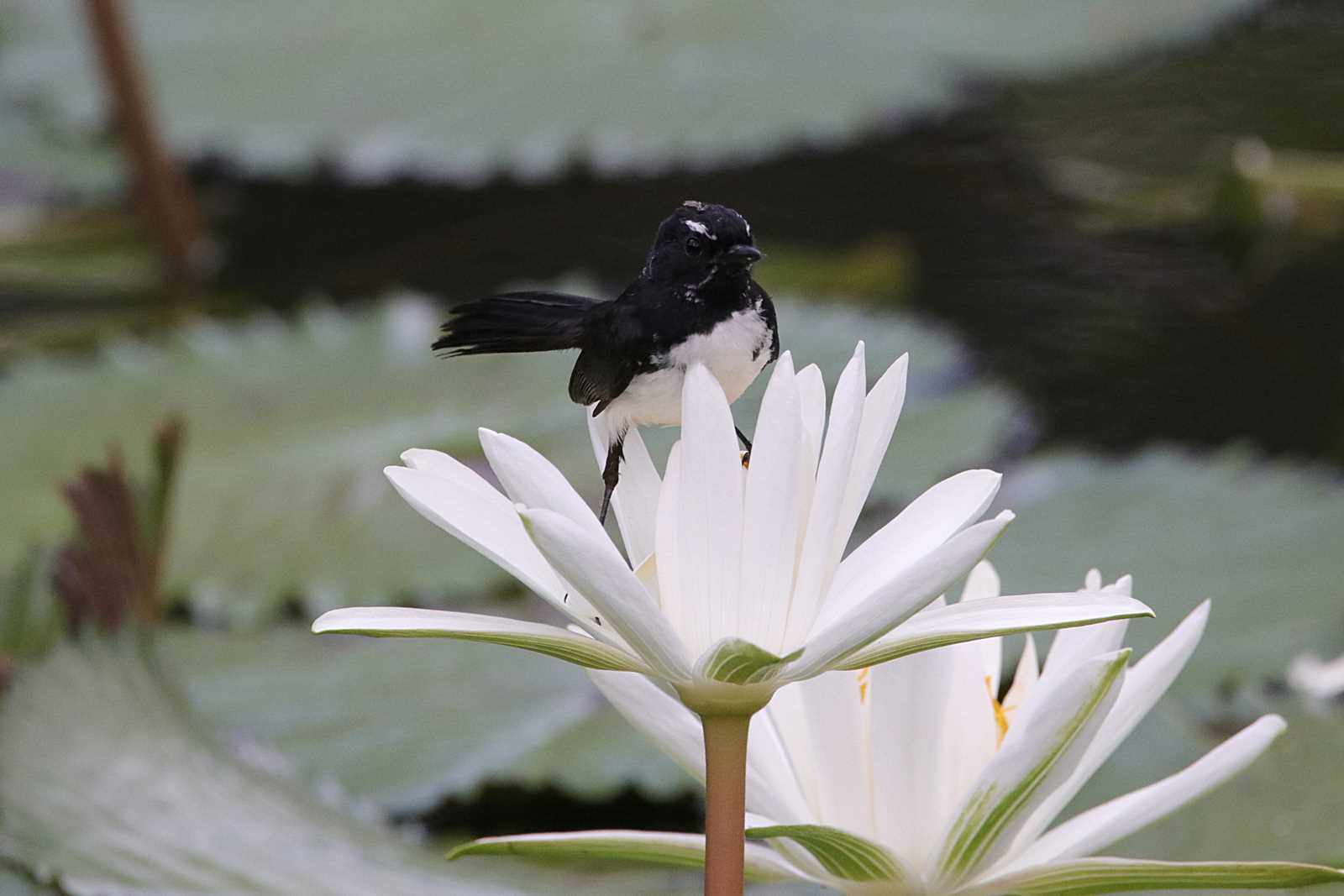 Willie Wagtail