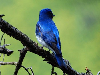 Blue-and-white Flycatcher 長峰山 Sun, 4/10/2022