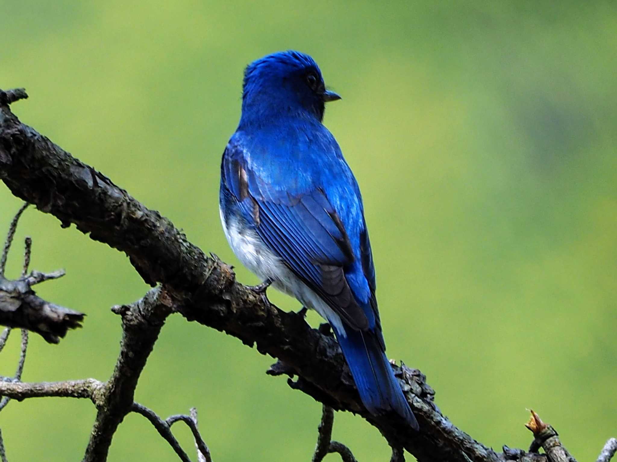 Photo of Blue-and-white Flycatcher at 長峰山 by 摩耶山55