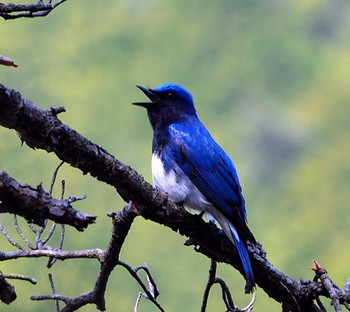 Blue-and-white Flycatcher 長峰山 Sun, 4/10/2022