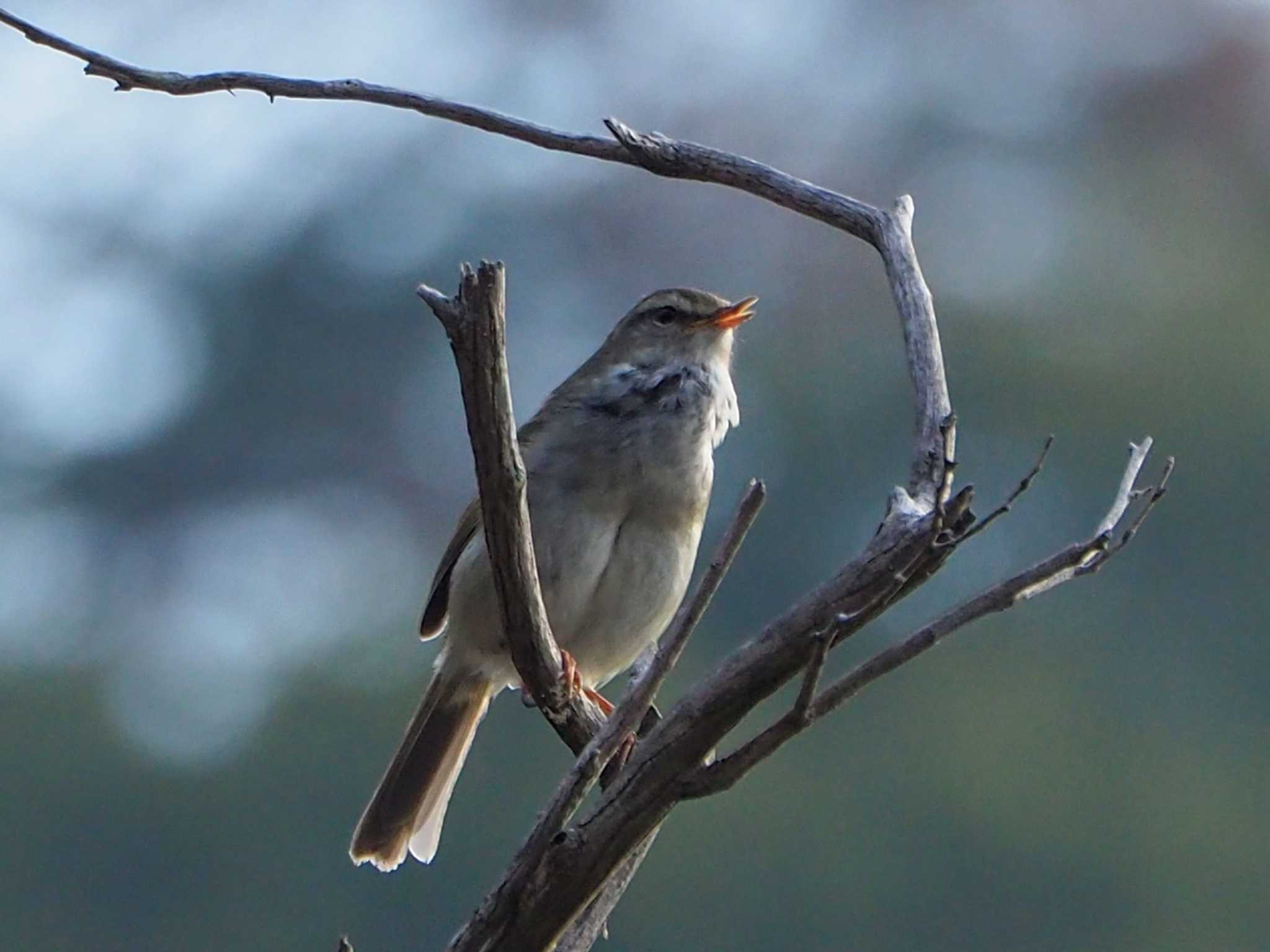 Photo of Japanese Bush Warbler at 長峰山 by 摩耶山55